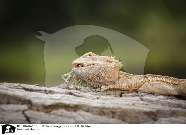 bearded dragon / RR-84106