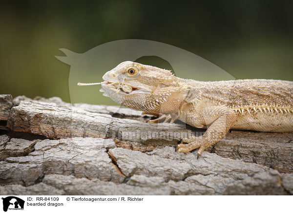 Bartagame / bearded dragon / RR-84109