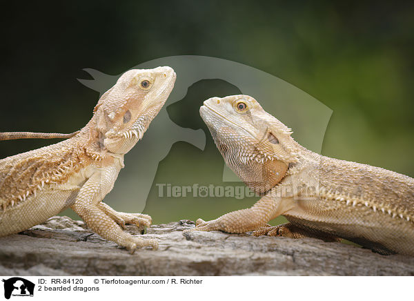 2 bearded dragons / RR-84120
