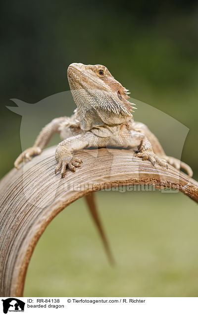 bearded dragon / RR-84138