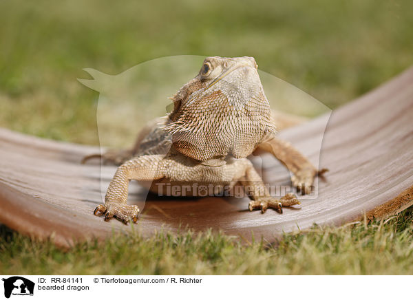 Bartagame / bearded dragon / RR-84141