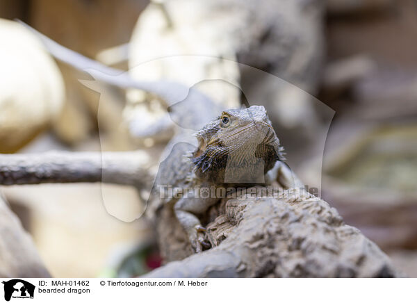 Bartagame / bearded dragon / MAH-01462