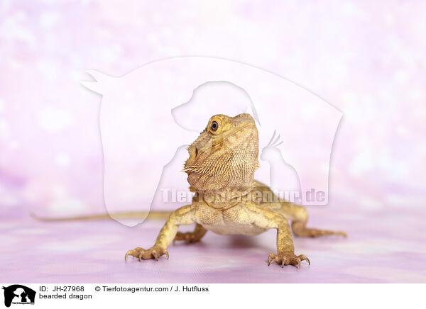bearded dragon / JH-27968