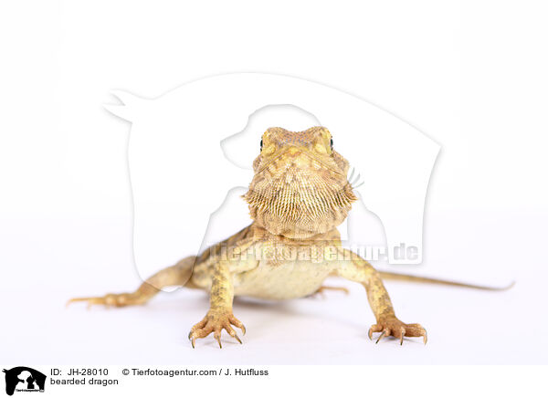 Bartagame / bearded dragon / JH-28010