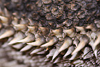 bearded dragon