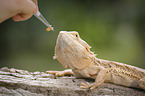 bearded dragon