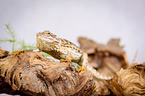 bearded dragon