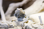 bearded dragon
