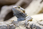 bearded dragon