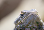 bearded dragon