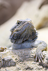bearded dragon