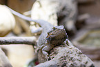 bearded dragon