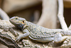 bearded dragon