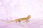 bearded dragon