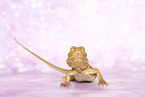 bearded dragon
