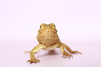 bearded dragon