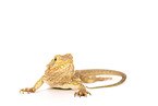 bearded dragon