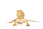 bearded dragon
