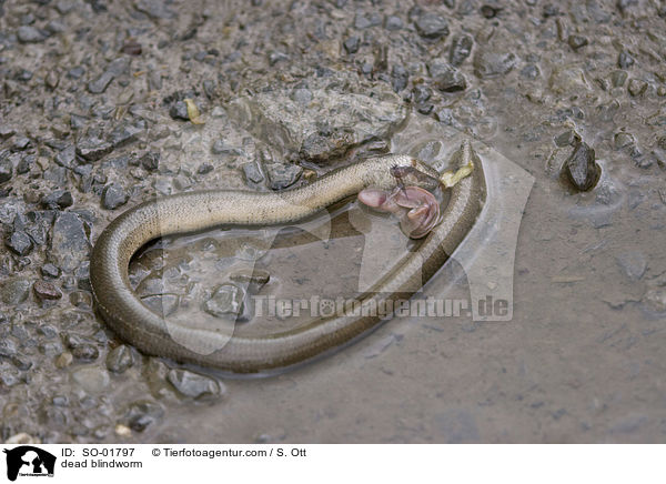 Tote Blindschleiche / dead blindworm / SO-01797