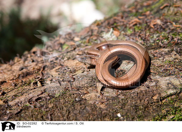 Blindschleiche / blindworm / SO-02282