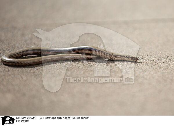 Blindschleiche / blindworm / MM-01924