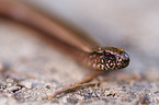 blindworm