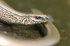 blindworm