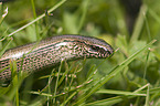 blindworm