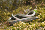 blindworm