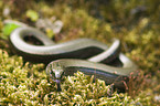 blindworm