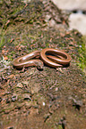 blindworm