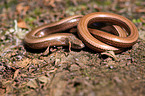 blindworm