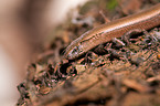 blindworm