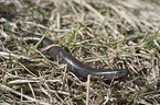 blindworm