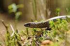 blindworm
