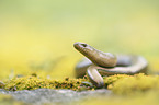 blindworm