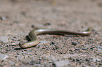 Blindworm