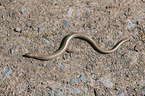 Blindworm