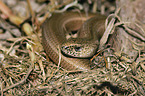 blindworm