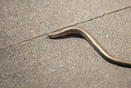 blindworm