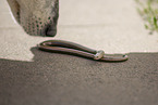blindworm