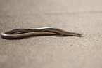 blindworm