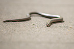blindworm