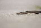 blindworm