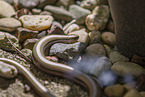 blindworm