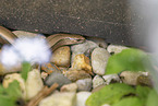 blindworm