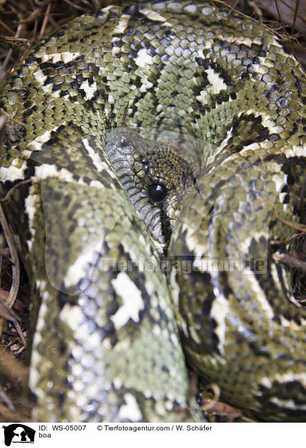 Boaschlange / boa / WS-05007