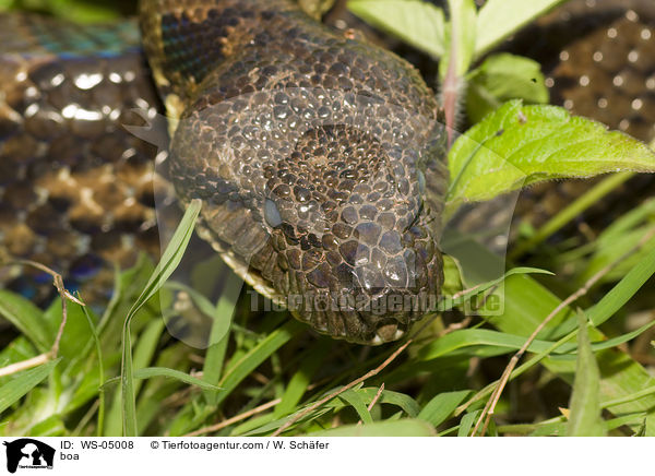 Boaschlange / boa / WS-05008
