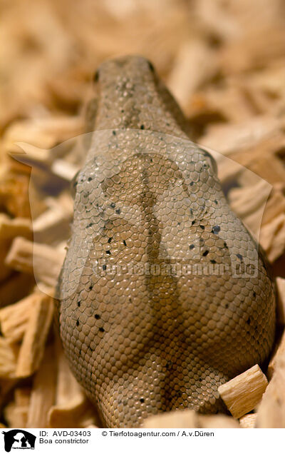 Abgottschlange / Boa constrictor / AVD-03403