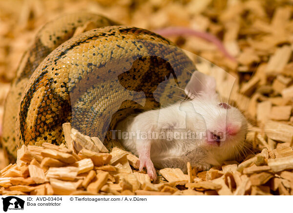 Abgottschlange / Boa constrictor / AVD-03404